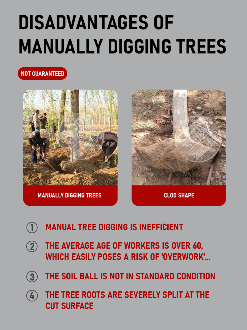 High-efficiency tree digging.jpg