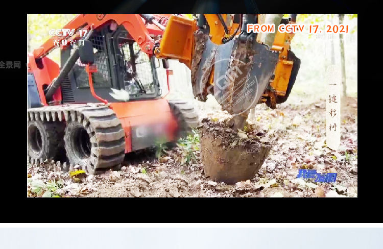 Cây đào để bán.jpg