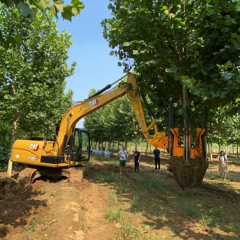 120cm Escavadora Tipo Árvore Espada